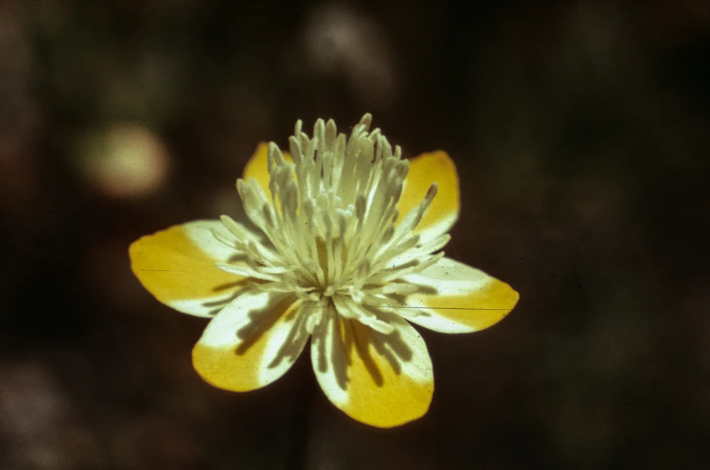 Platystemon californicus