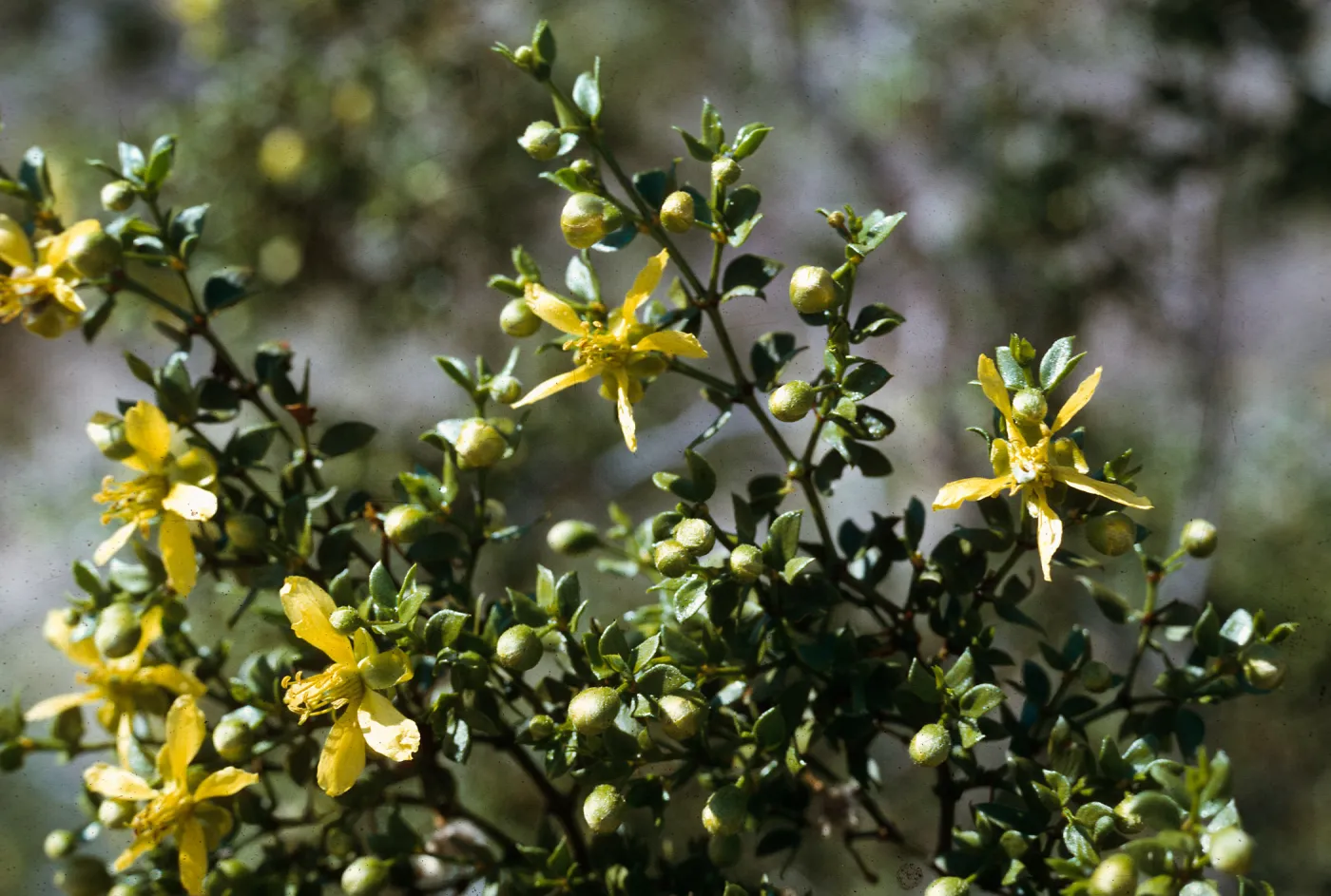 Larrea tridentata, Hwy 78, Anza Borrego State Park, 900 ft.