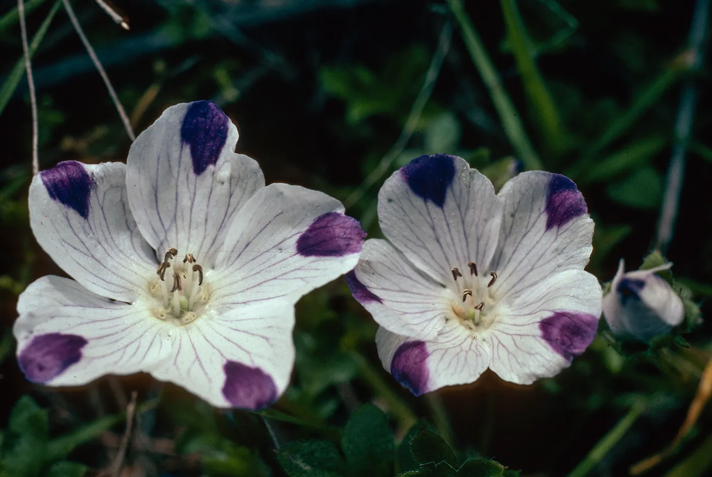 Nemophila maculata, Fivespot, Chinese Camp, Sierra foothills