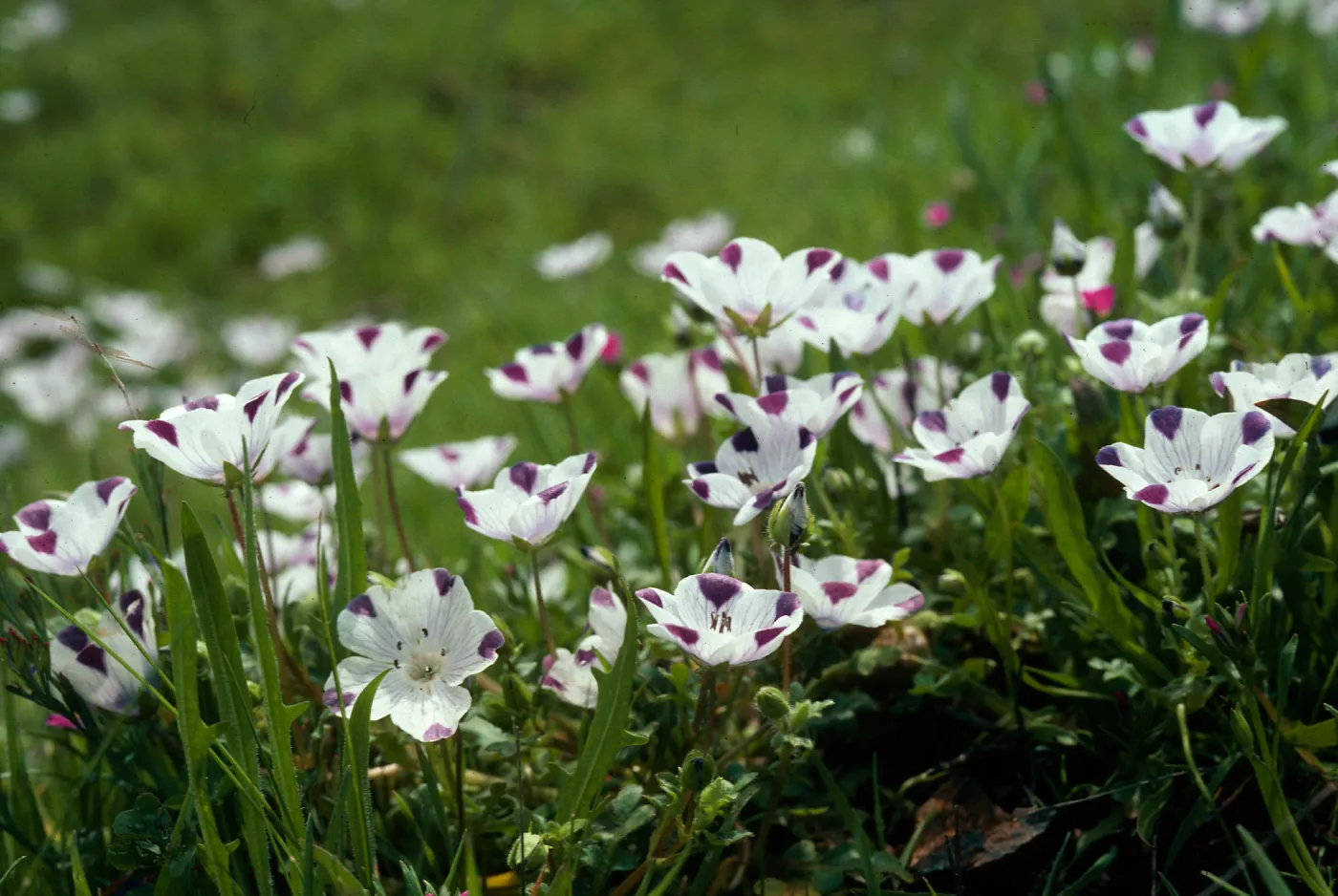 Nemophila maculata, Fivespot, Chinese Camp, Sierra foothills