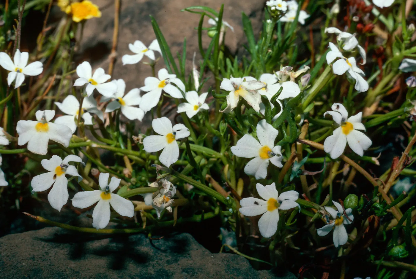 Downingia, Lava Plateau, N of Oroville, Butte County