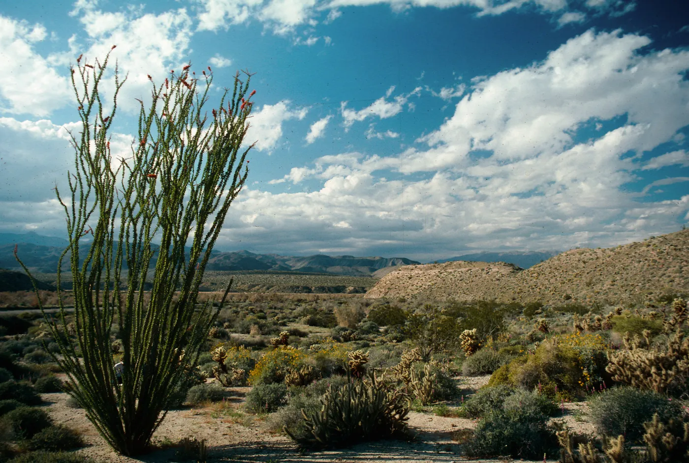 Anza-Borrego State Park