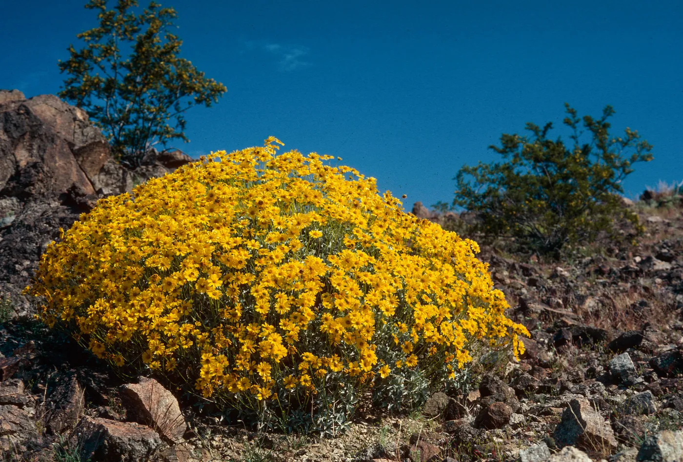 Encelia farinosa