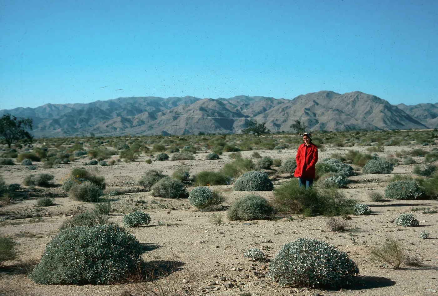 Joshua Tree, South entrance