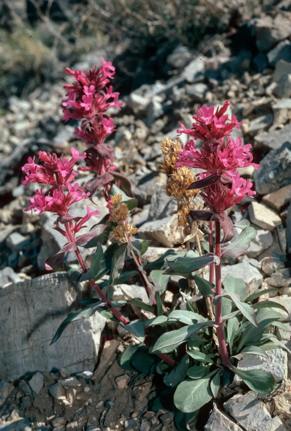 Penstemon calcareus, Last Chance Mountains, Inyo County