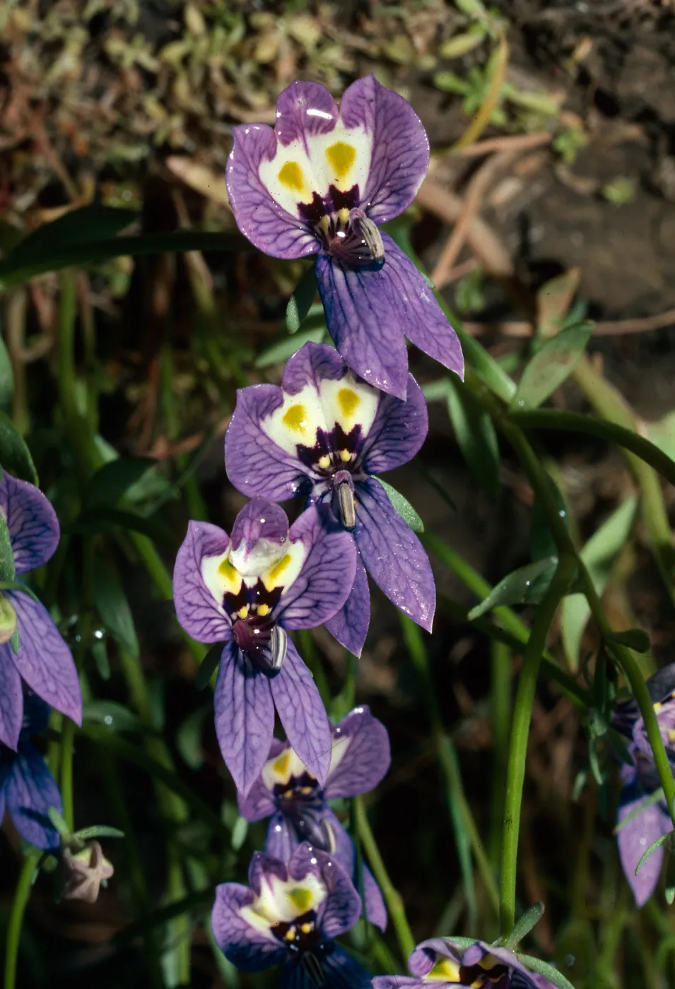 Downingia, Pixley Pools, Tulare County