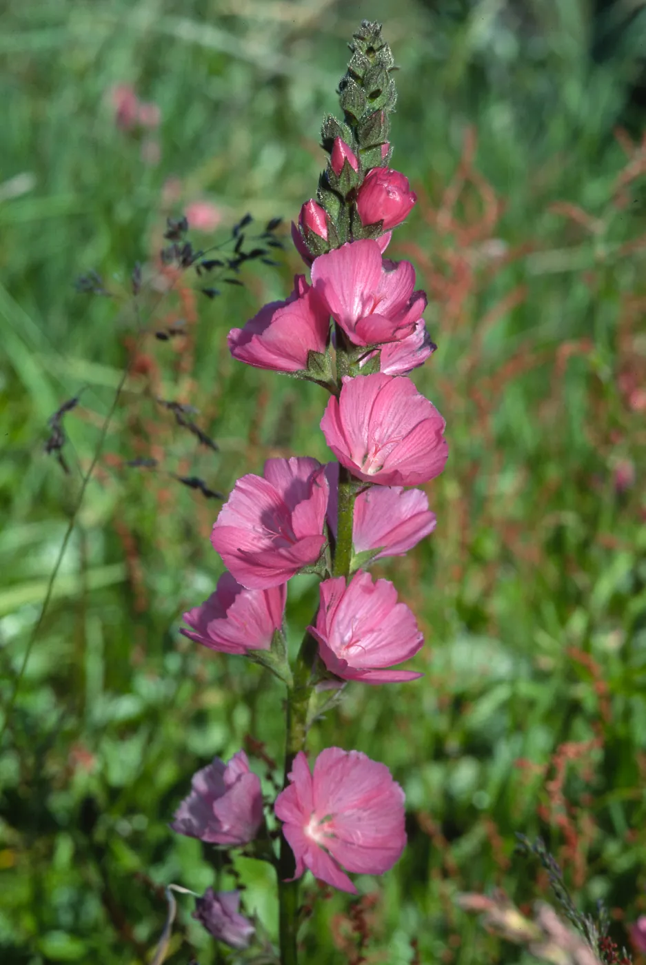 Sidalcea malviflora, Humboldt-Del Norte, May