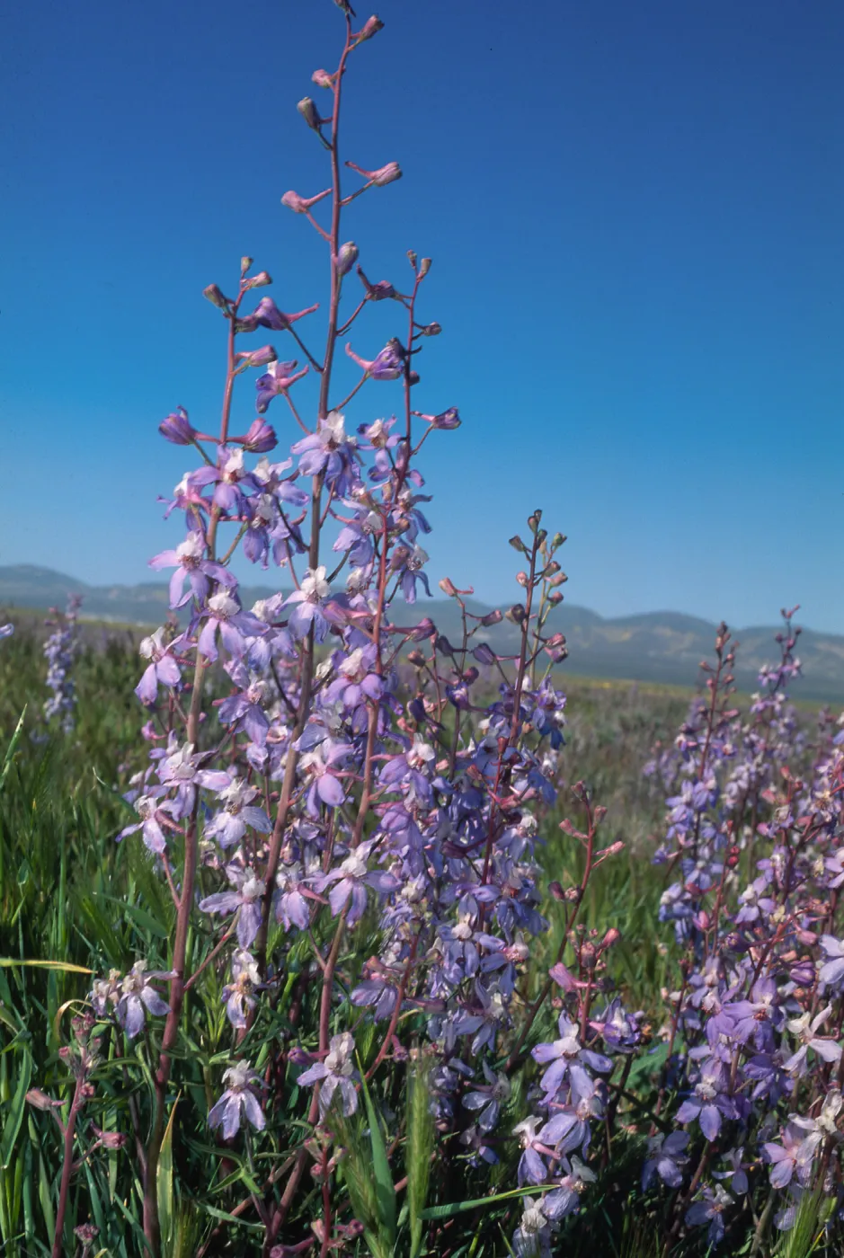 Delphinium recurvatum, Carrizo Plain, San Luis Obispo County, April, 1995