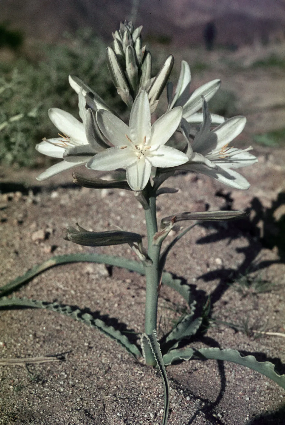 Hesperocallis undulata, Anza Borrego State Park