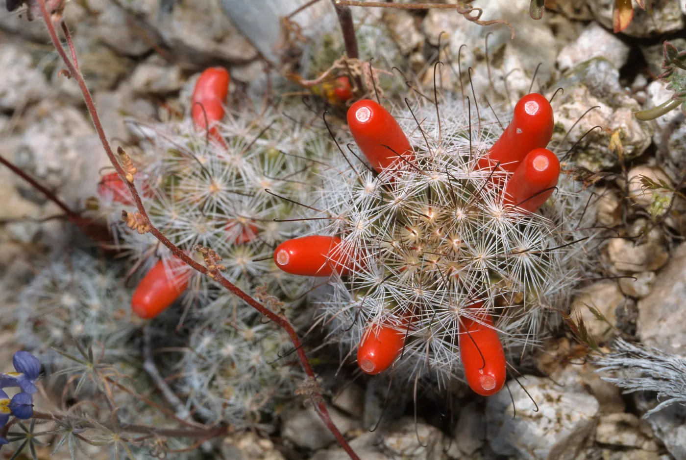 Cactus, Joshua Tree National Park