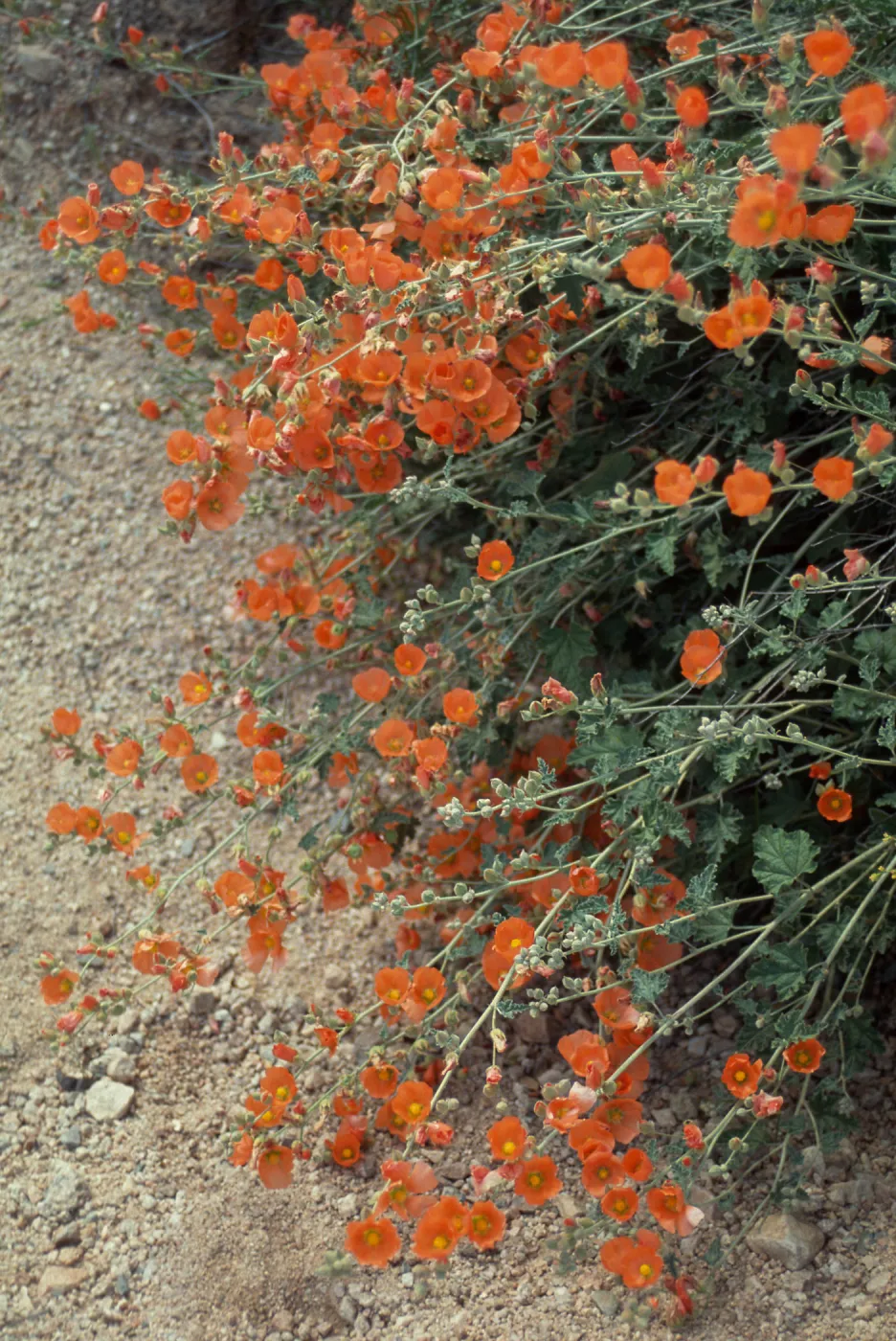 Sphaeralcea ambigua, Organ Pipe National Monument, Southern Arizona