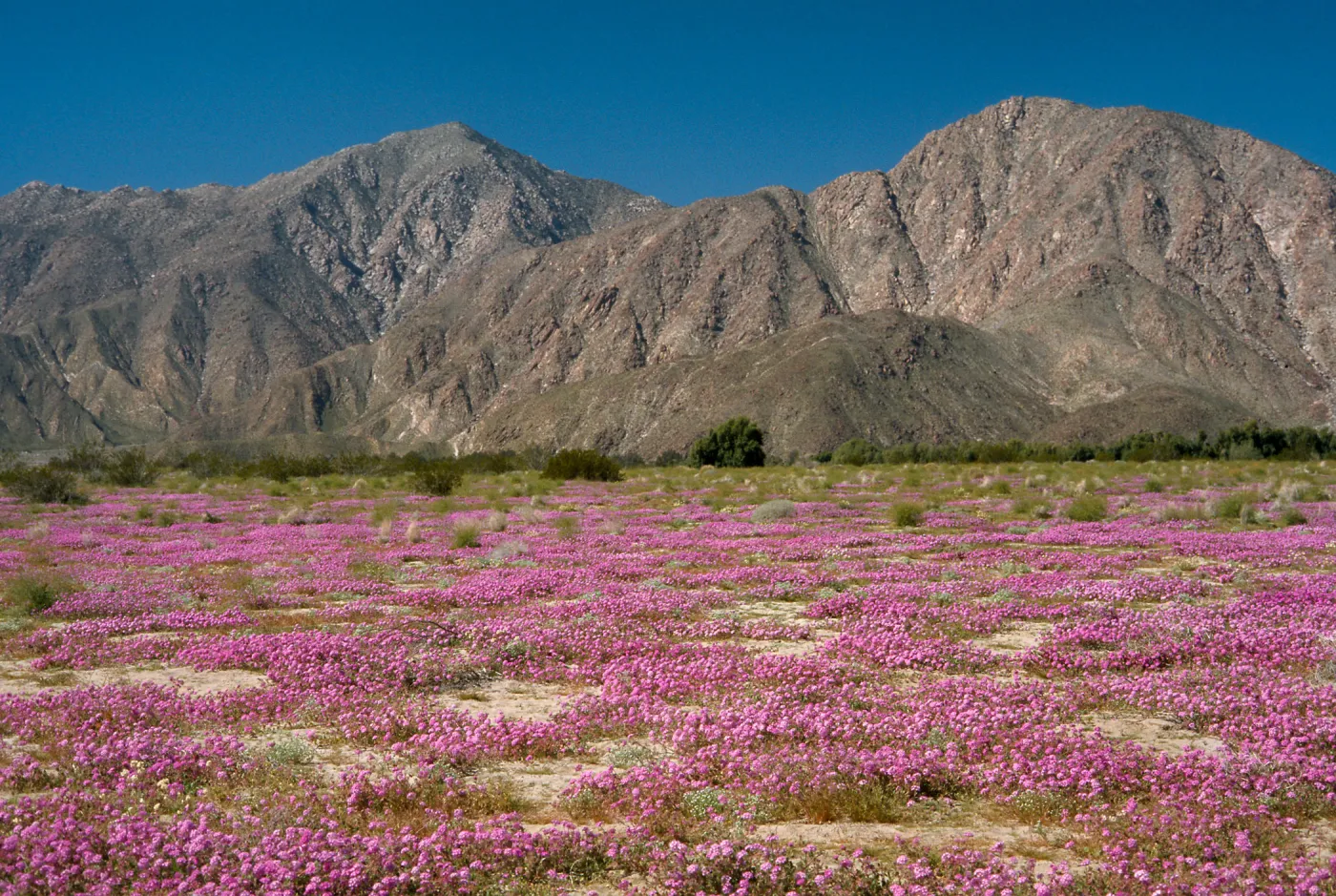 Abronia villosa, Borrego Valley, San Diego County