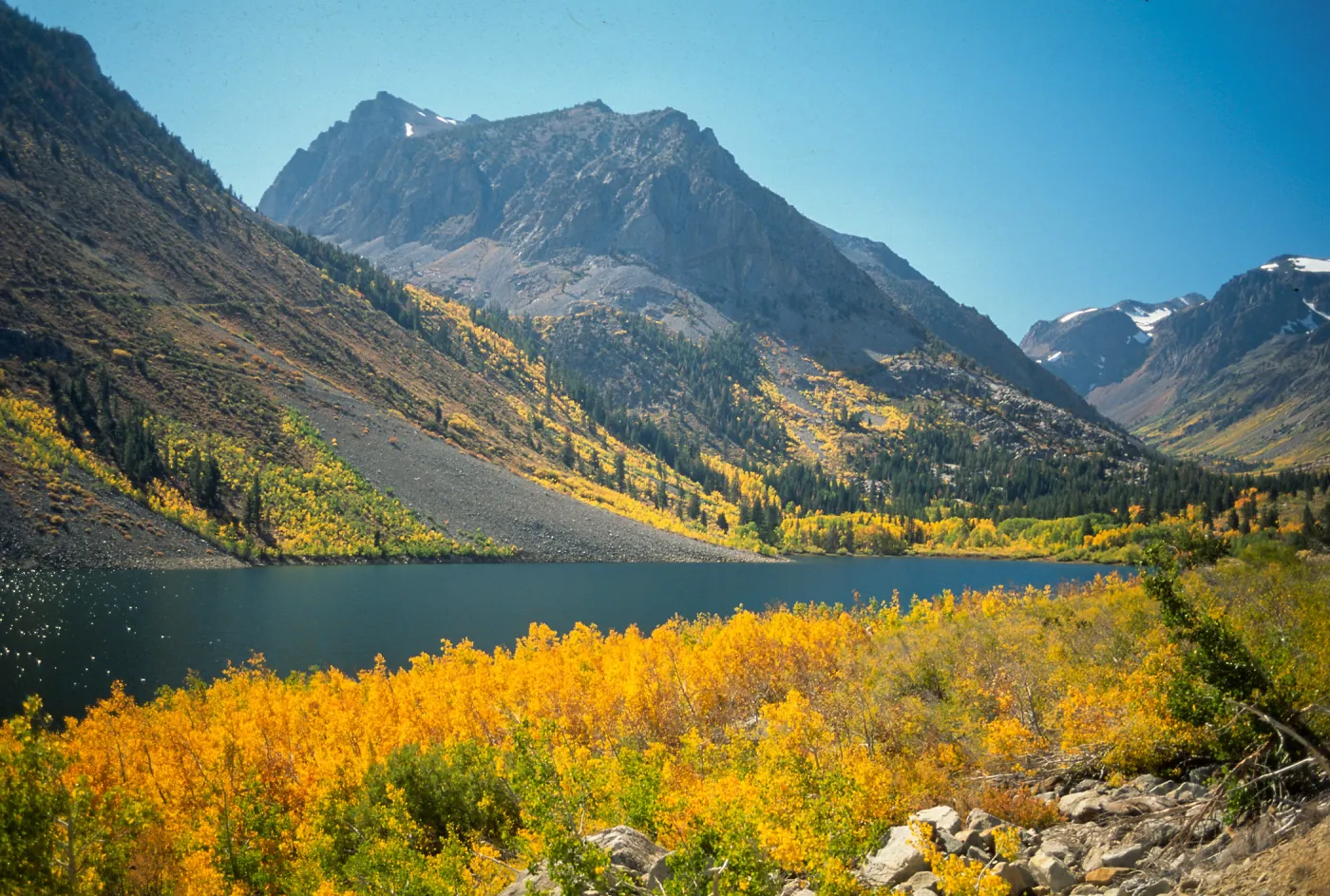 Populus tremuloides, Grant Lake, Carson Pass, June Lake loop, Mono County