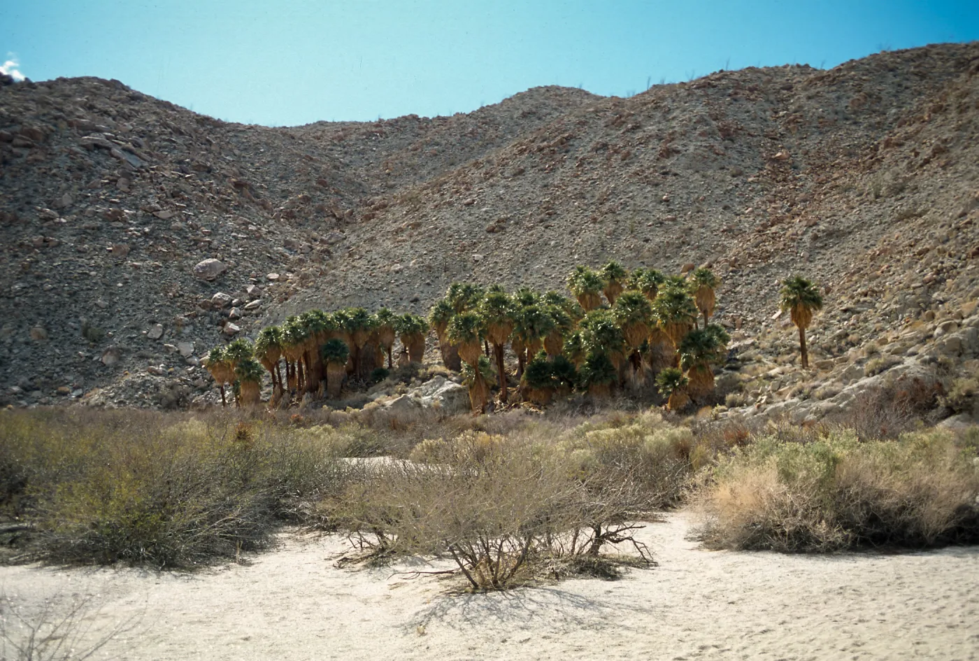 Palm Bowl Grove, Mountain Palm Springs, Anza-Borrego Desert State Park