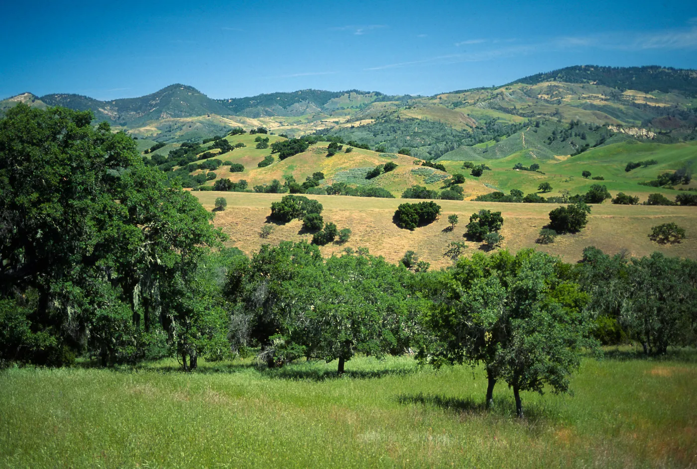 Sedgwick Ranch