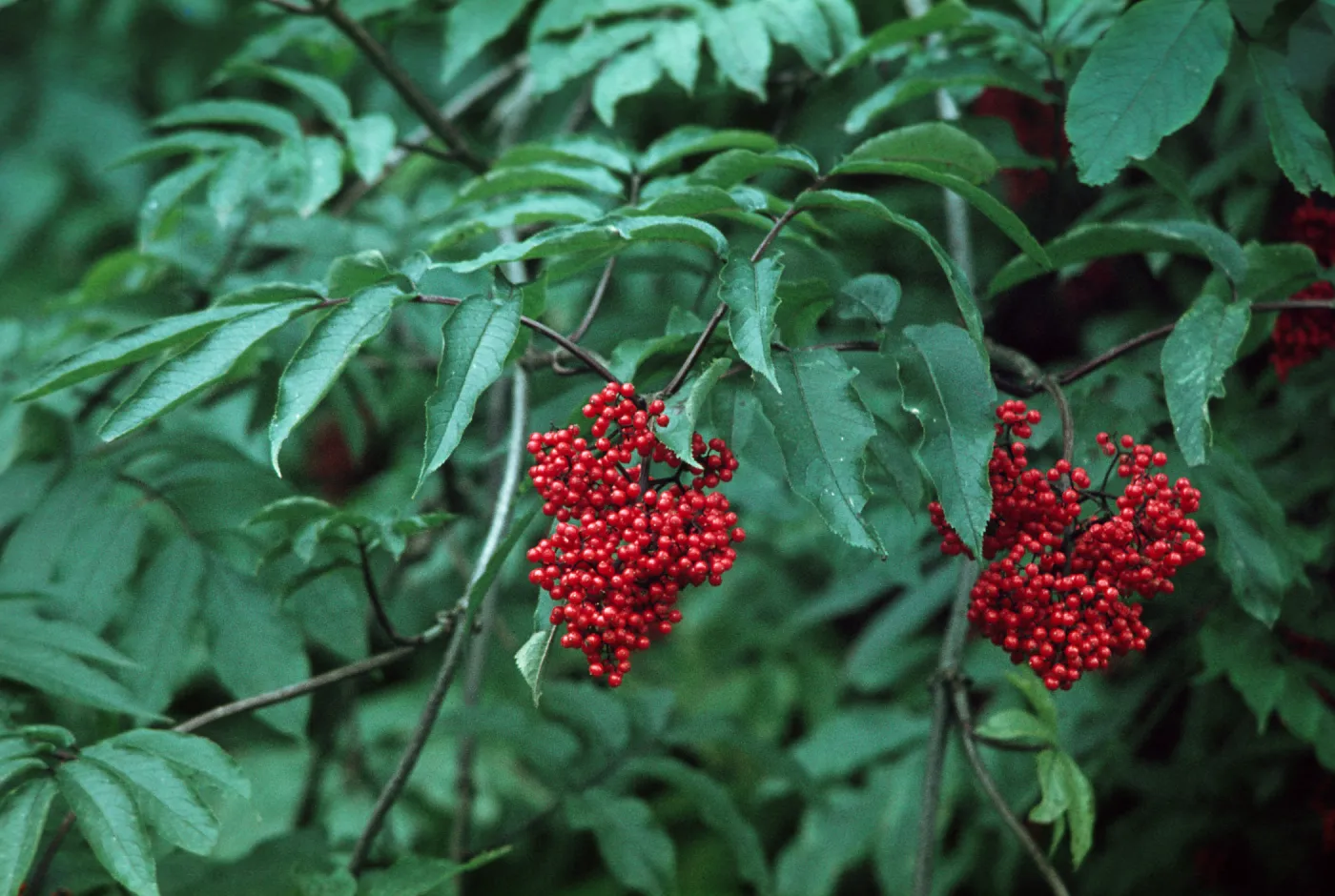 Sambucus racemosa, Red Elderberry, Waldport, Oregon