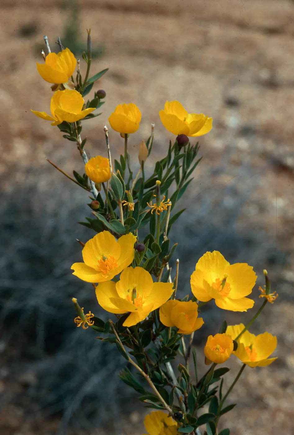 Dendromecon rigida, Hanging Valley, Monterey County