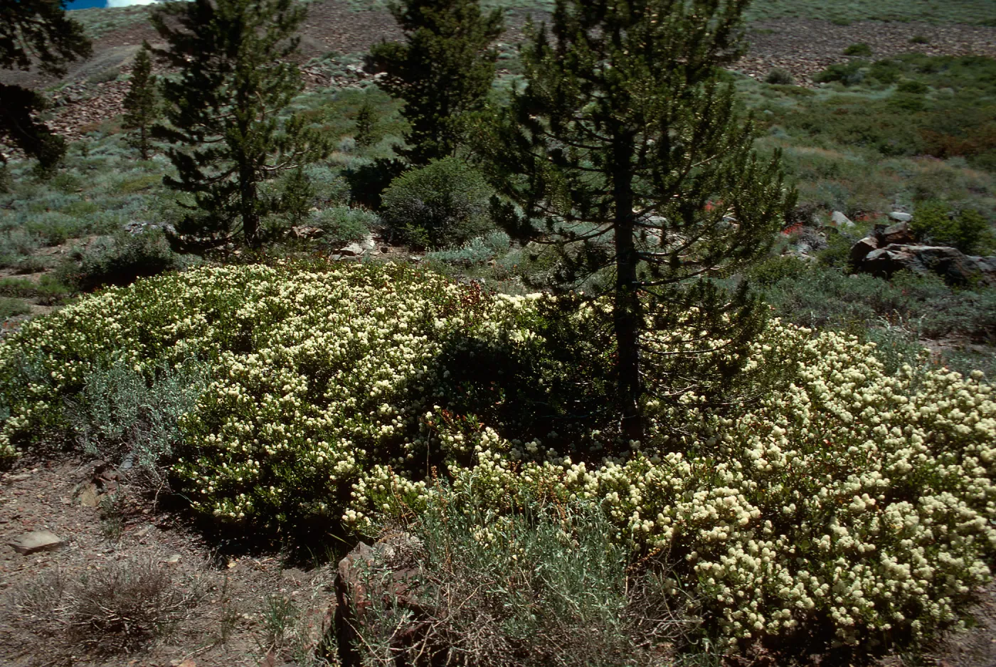 Pinus murrayana & C. velutinus, Heart Lake Trail
