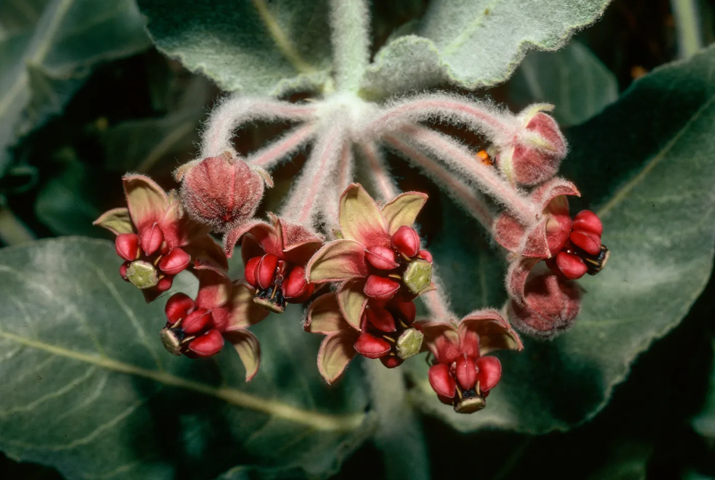 Asclepias, Kern Canyon, Kern County
