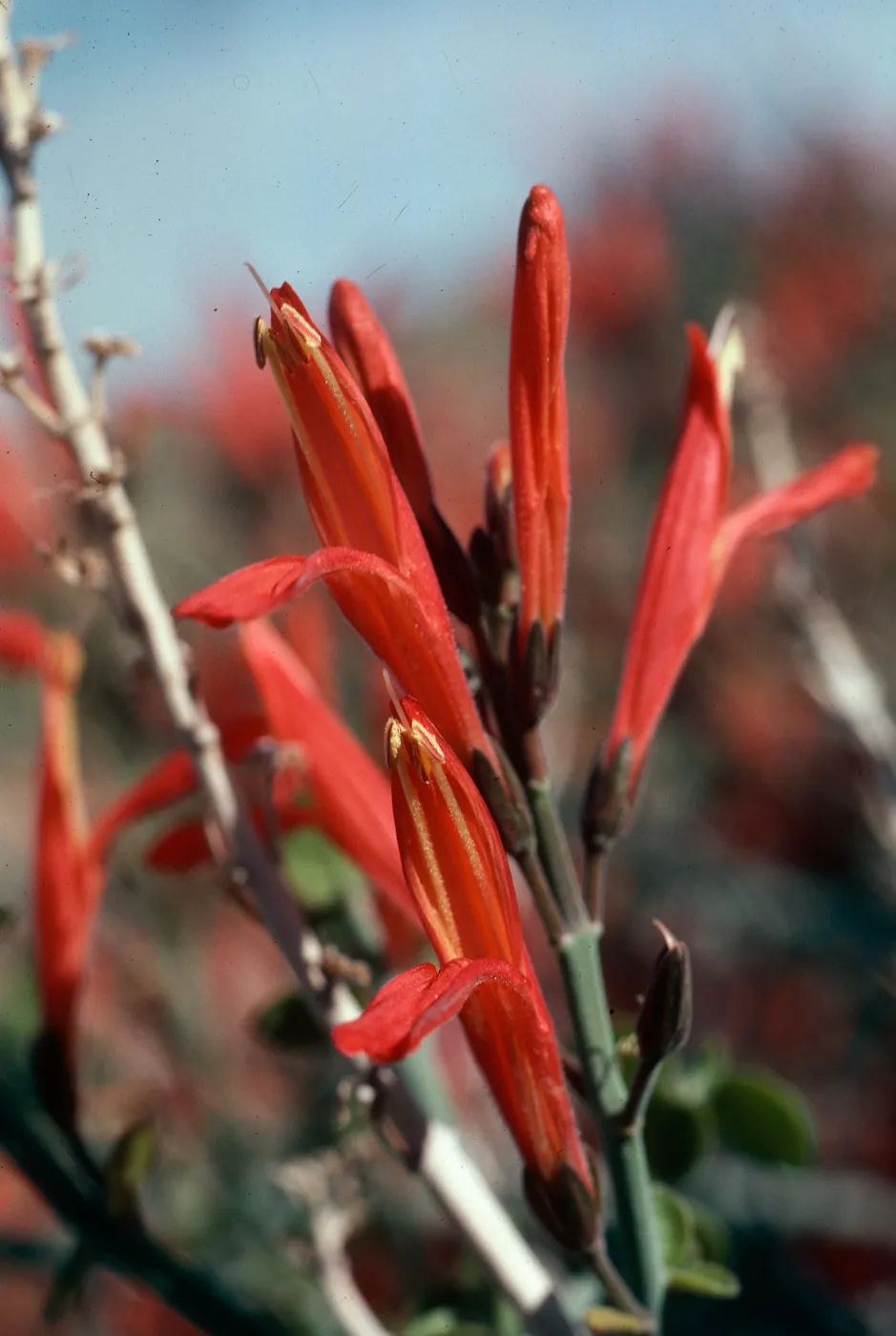 Beloperone californica (Justicea)