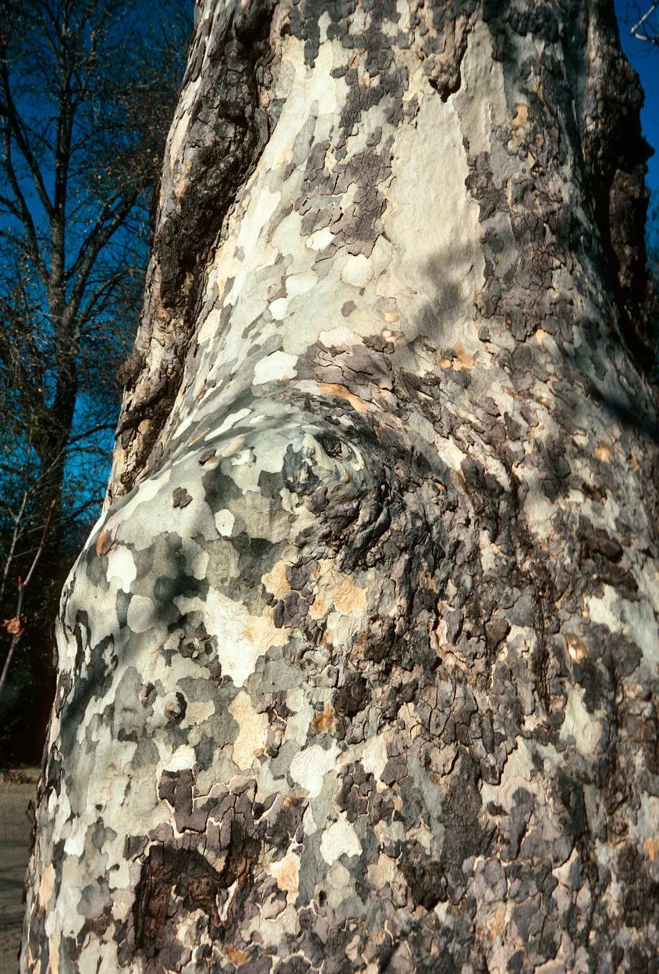 Platanus racemosa