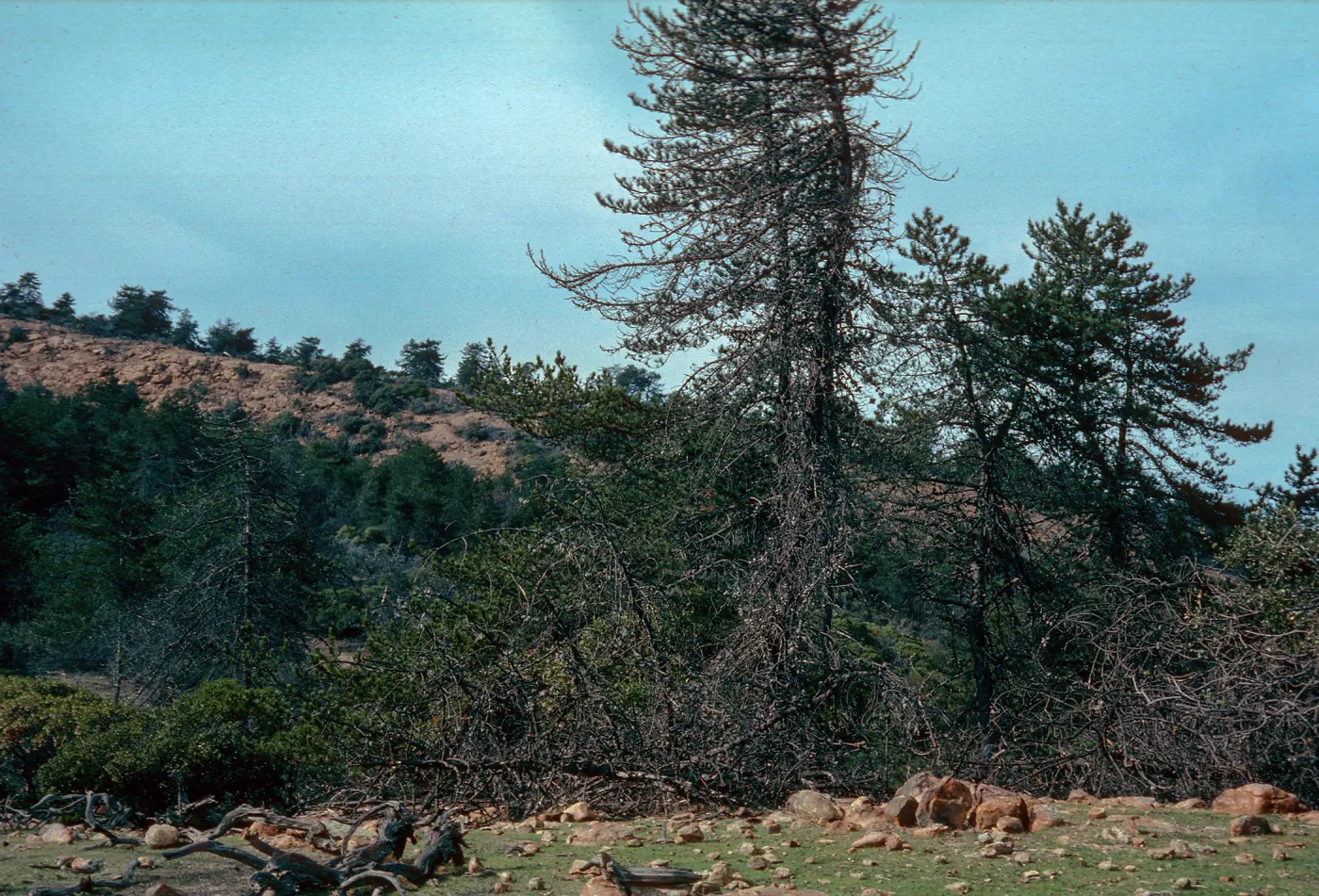 Pinus muricata and Pinus remorata degraded habitat, northern grove, Santa Cruz Island