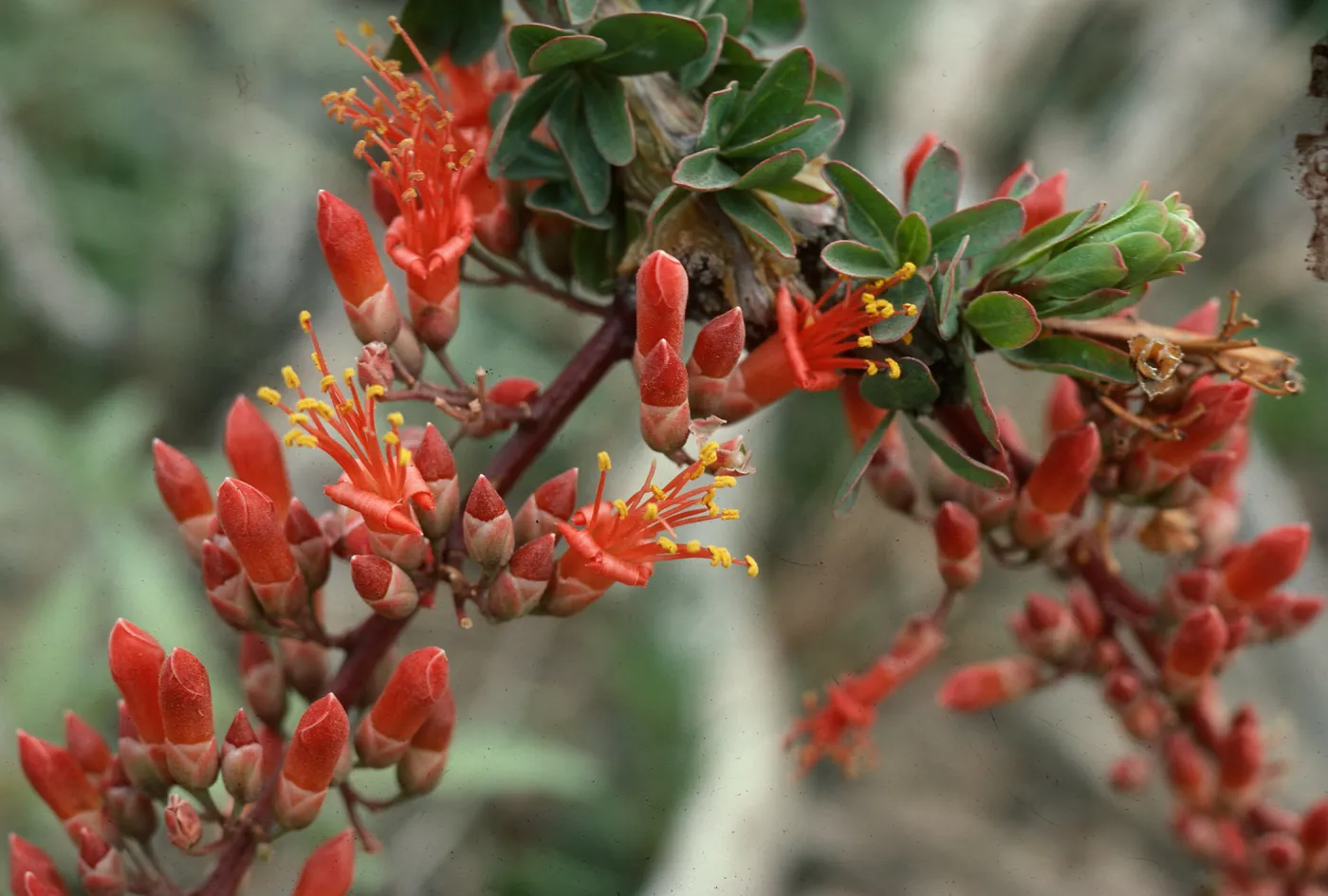 Fouquieria splendens, Coyote Canyon, Borrego Valley, Anza-Borrego State Park, San Diego County