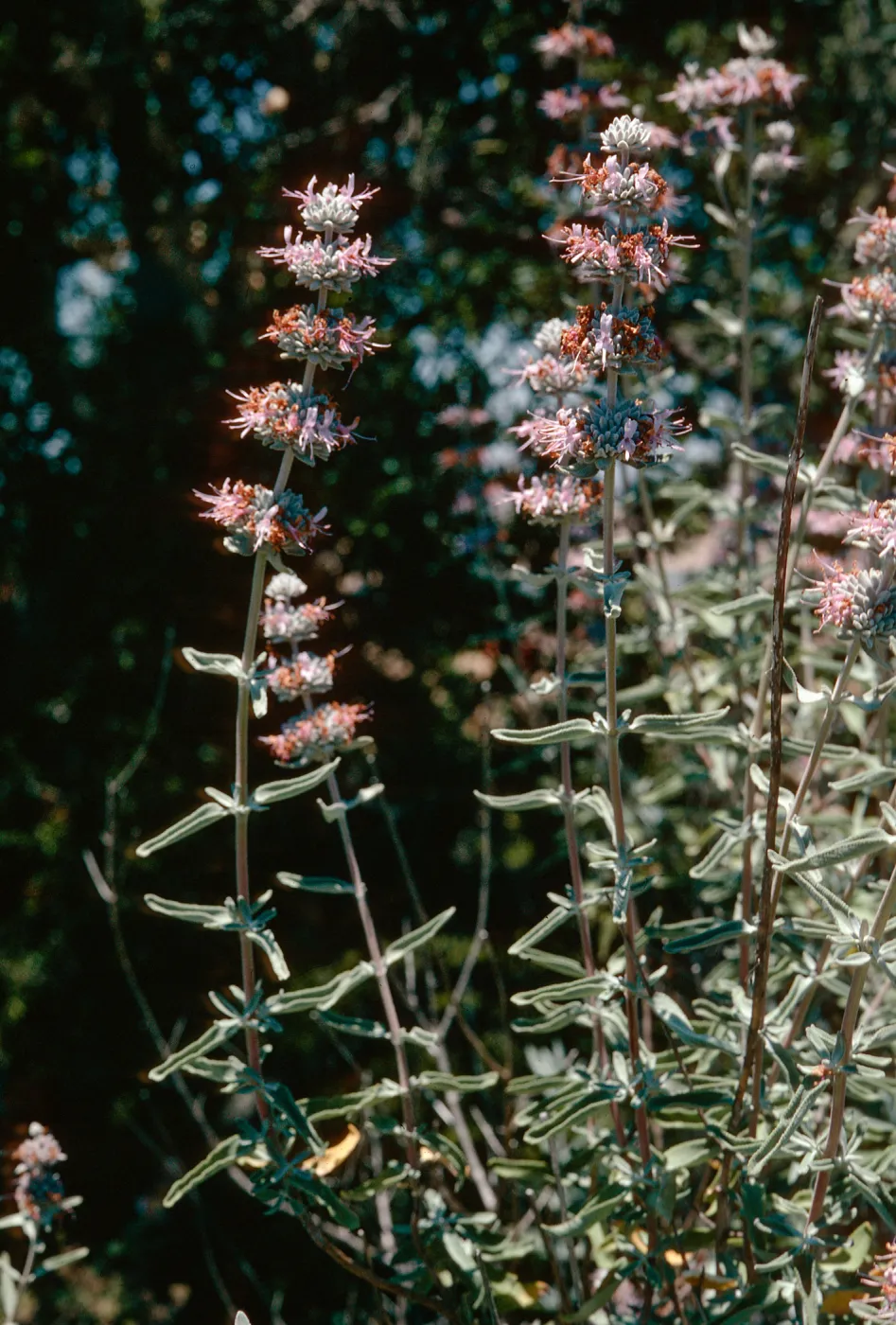 Salvia leucophylla, Santa Ynez Valley, Sedgwick show, Santa Barbara County
