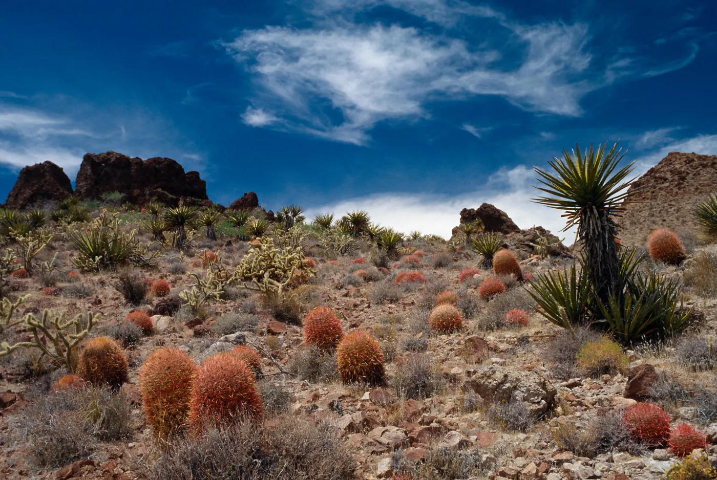 Providence Mountains/Mid Hills, San Bernardino County