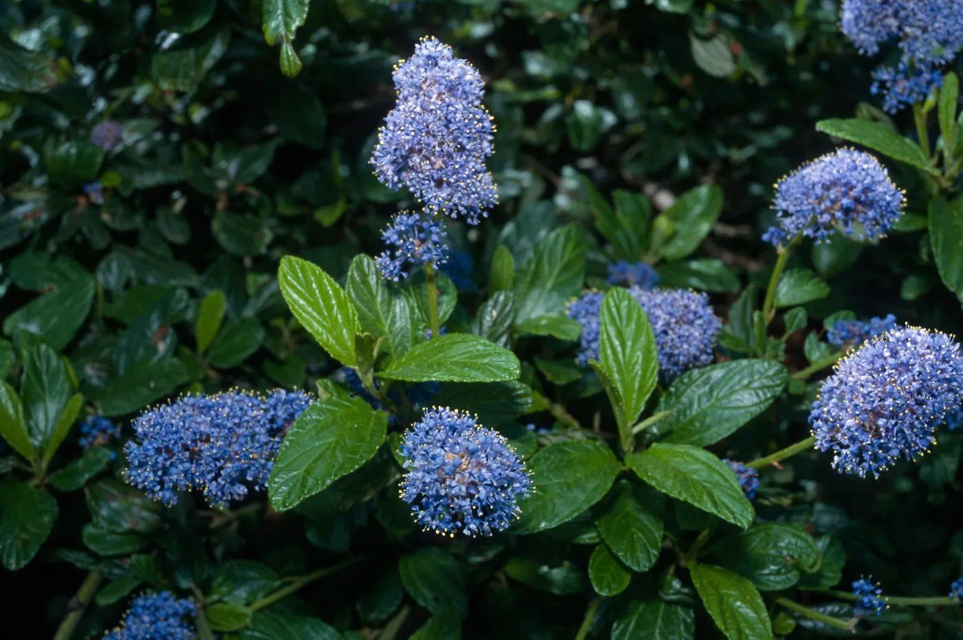 Ceanothus thyrisiflorus, Point Lobos, Monterey County