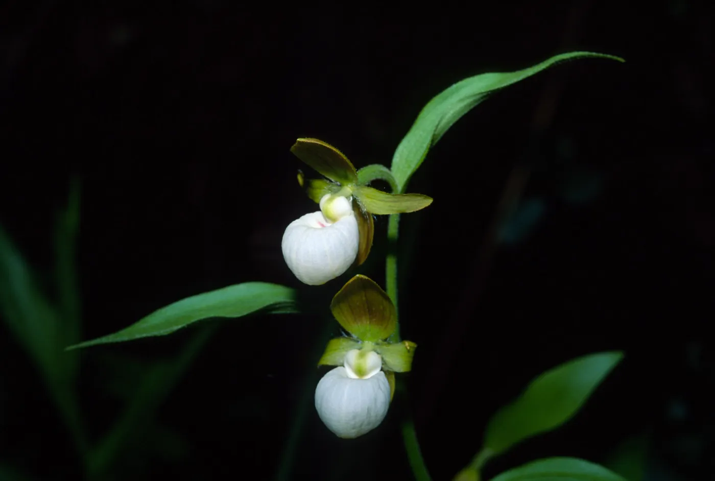 Cyprideum californicum, Smith River National Recreation Area, Myrtle Creek Botanic area, Humboldt-Del Norte, Del Norte County, May