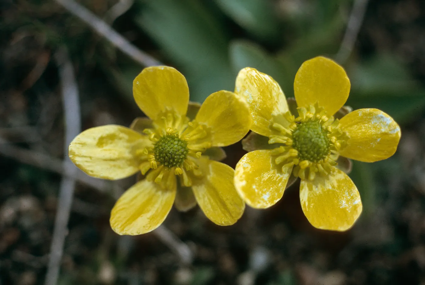 Ranunculus species, graveyard, Nicola, British Columbia, 3000 ft., March 22, 1968