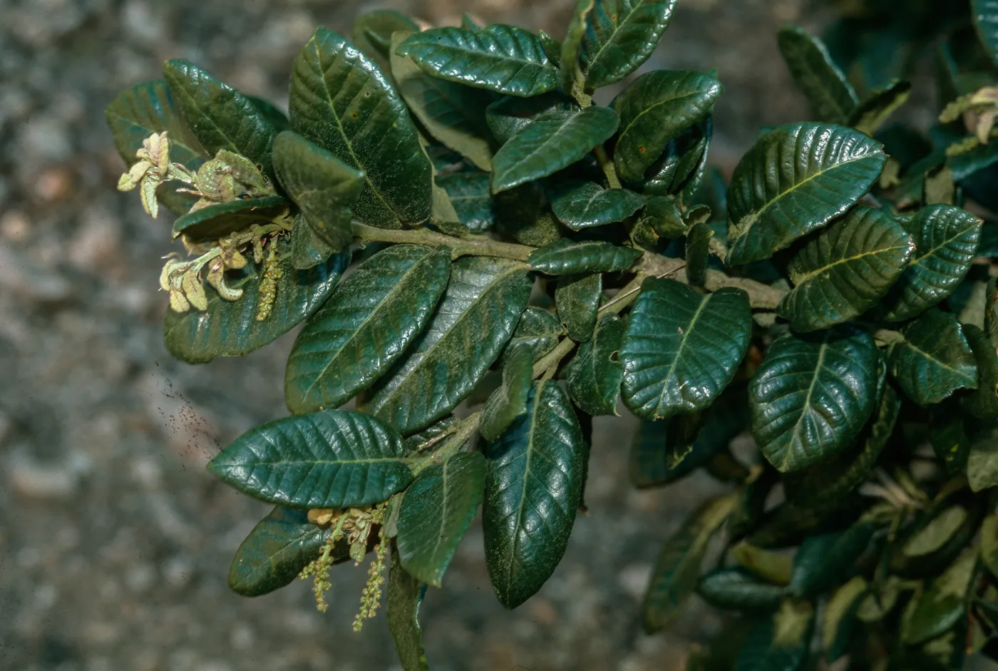 Quercus tomentella, Santa Cruz Island, Santa Barbara County