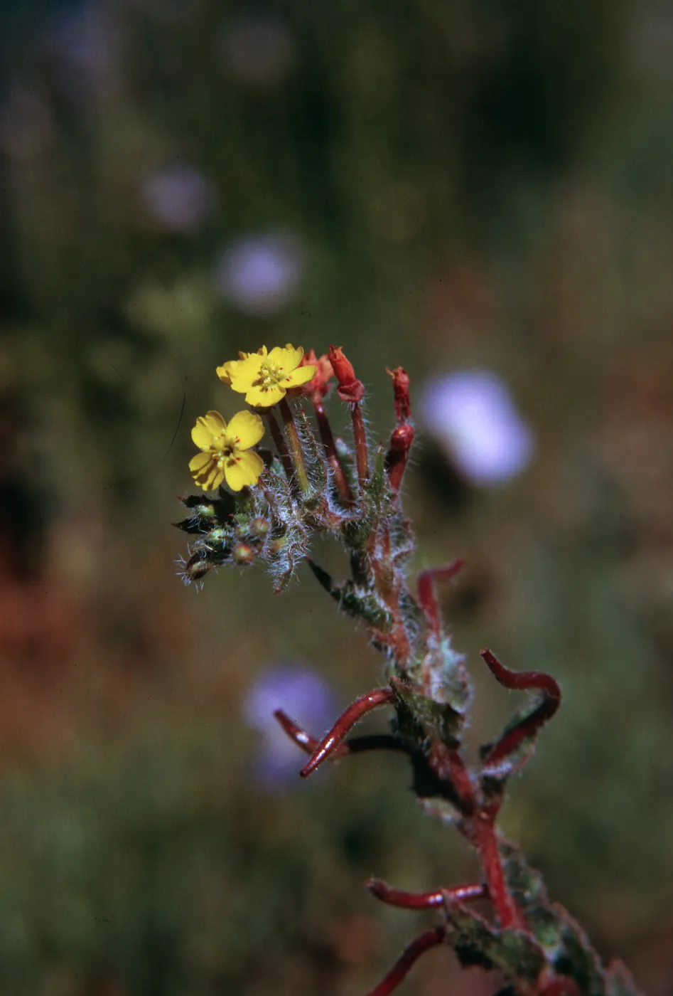 Oenothera micrantha, top flat of burn, 1600 ft., Cowan Creek, Humboldt County