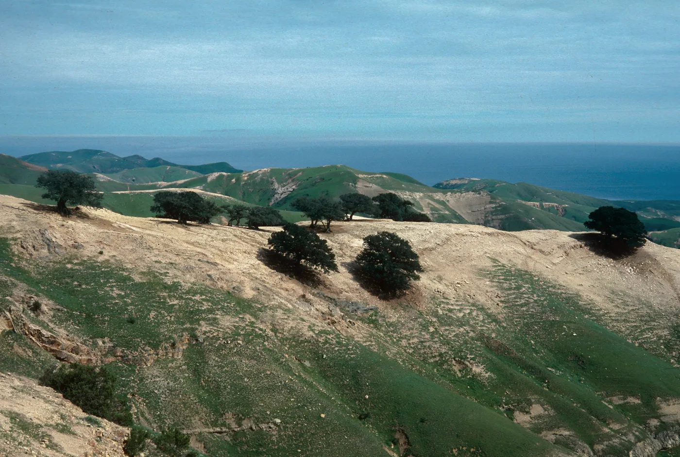 Quercus tomentella, Santa Rosa Island