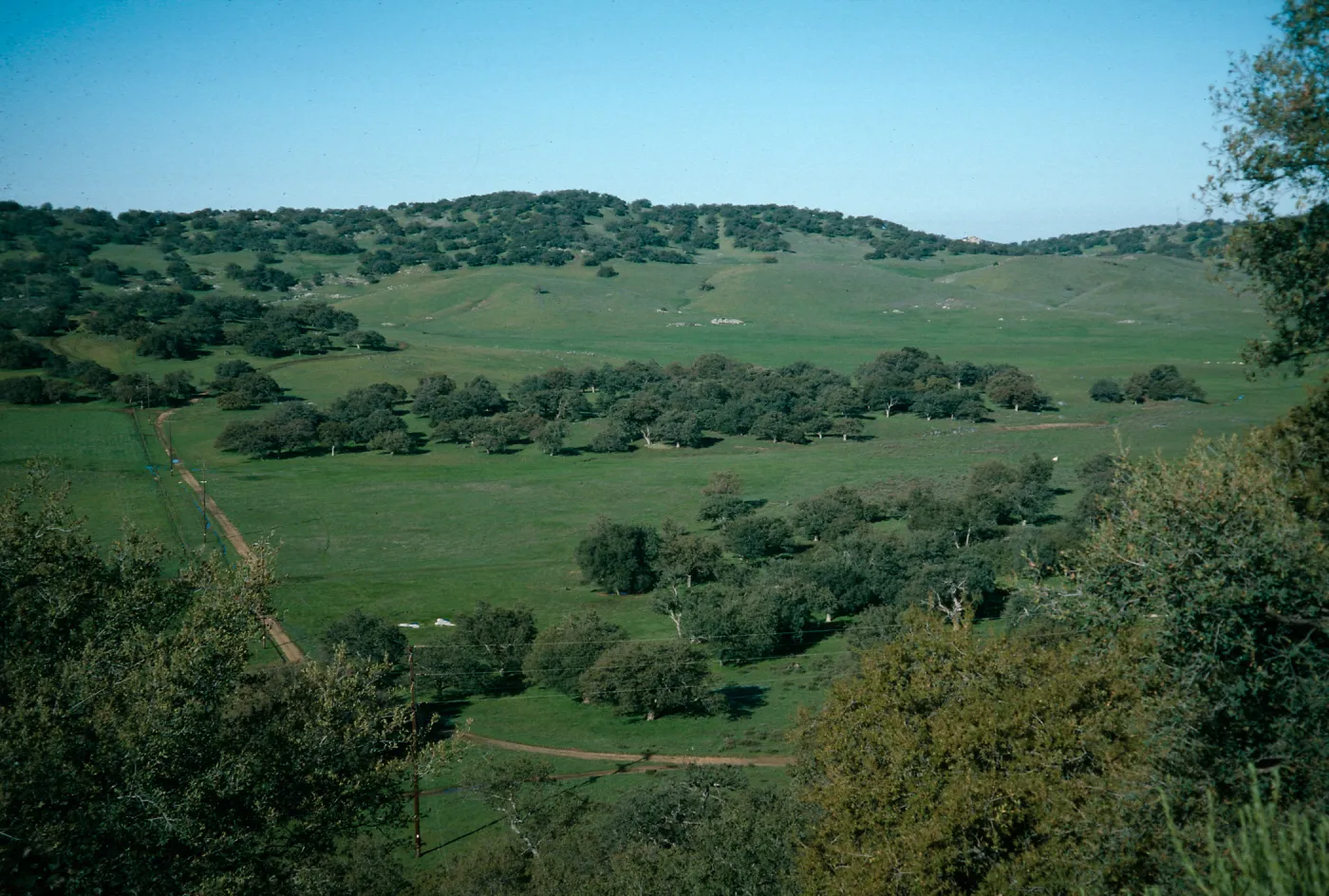 Quercus engelmannii, Santa Ysabel, San Diego County