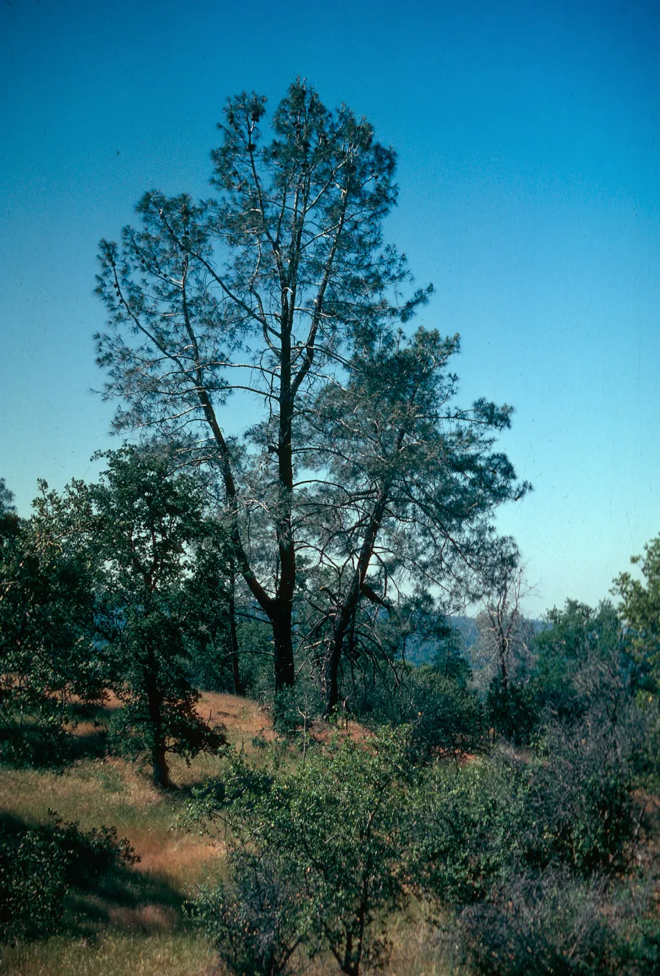 Pinus sabiniana, Figueroa Mountain Road, Santa Barbara County