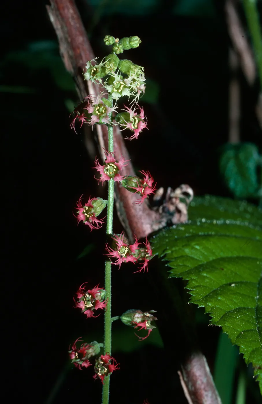 Tellima grandiflora, Fringe Cups, Point Reyes National Seashore