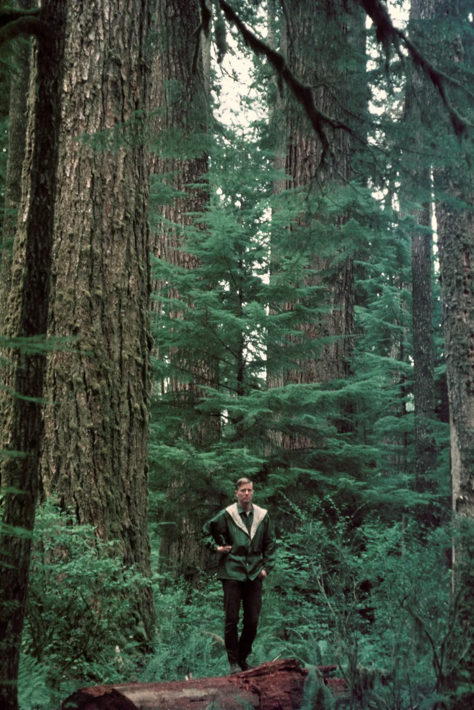 Tsuga heterophylla understory of Pseudotsuga forest, Olympic Peninsula, Washington