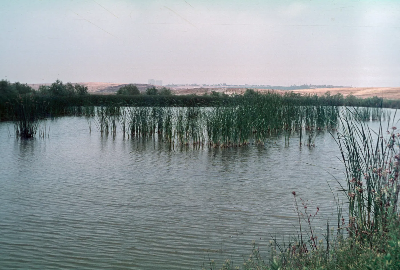 San Joaquin marsh, mostly fresh, Orange County