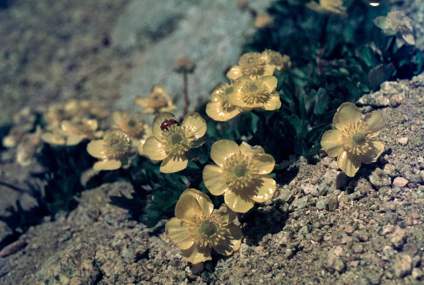 Ranunculus eschscholzii, Harrison Pass, Kings-Kern Divide, Sequoia-Kings Canyon National Park