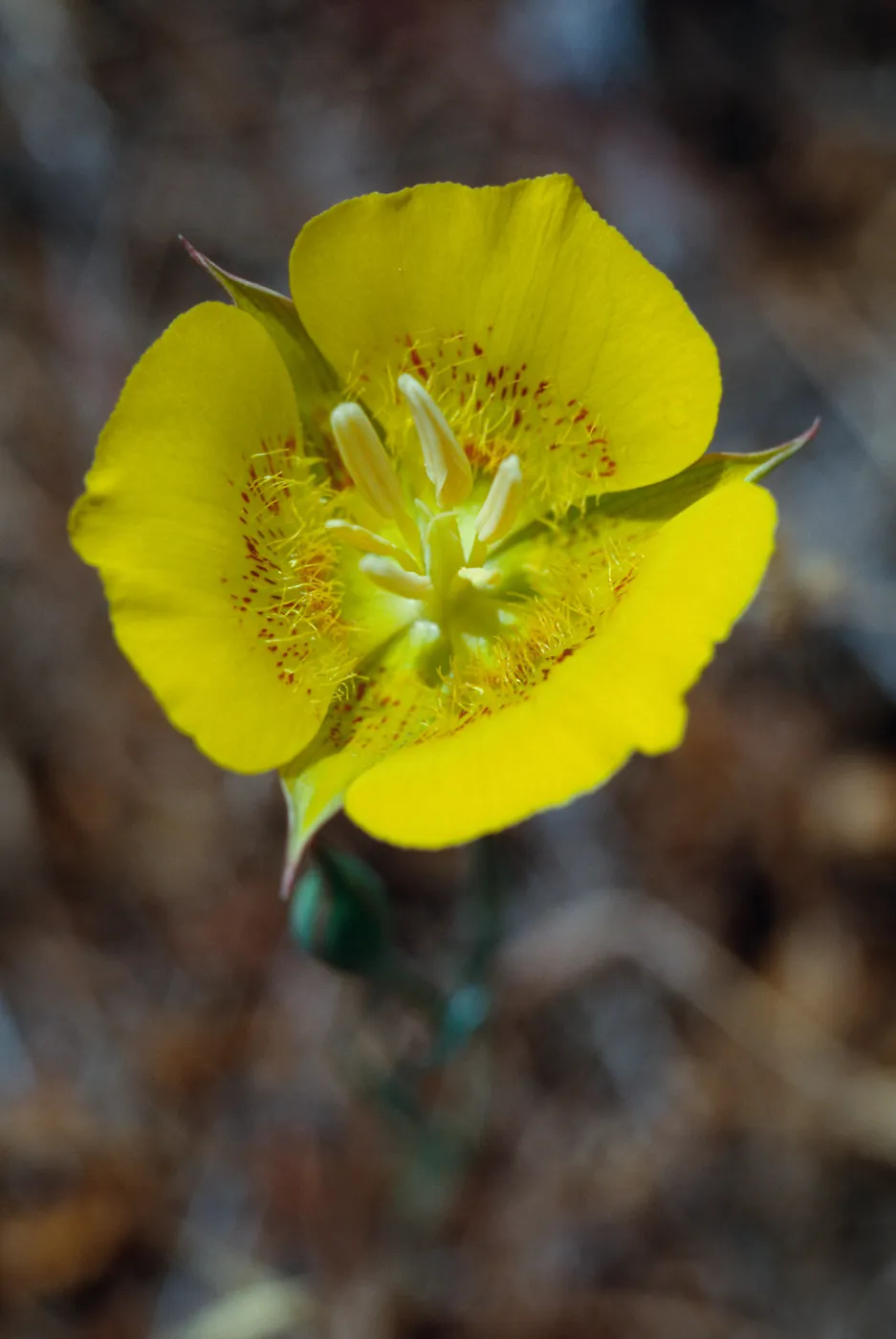 Calochortus lutens, Santa Cruz Island, May, 1997
