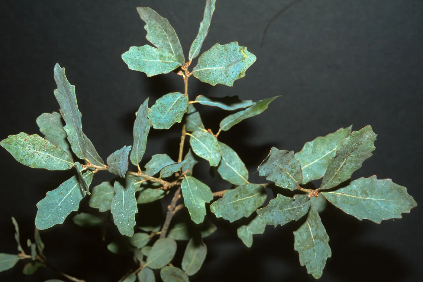 Quercus engelmannii, SBBG