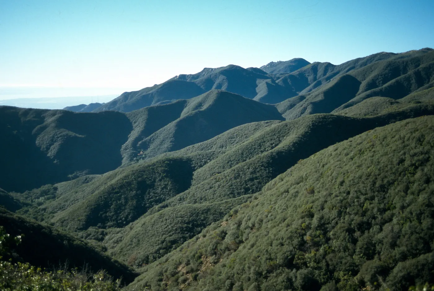 Ceanothus megacarpus dominated chaparral, Santa Ynez Mountains