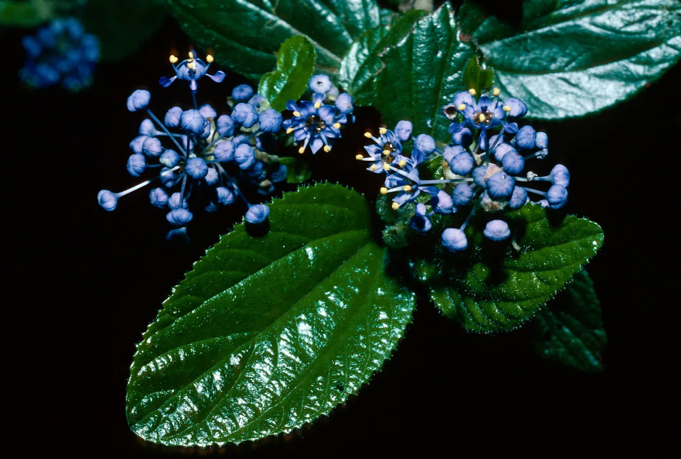 Ceanothus oliganthus, Mission Canyon