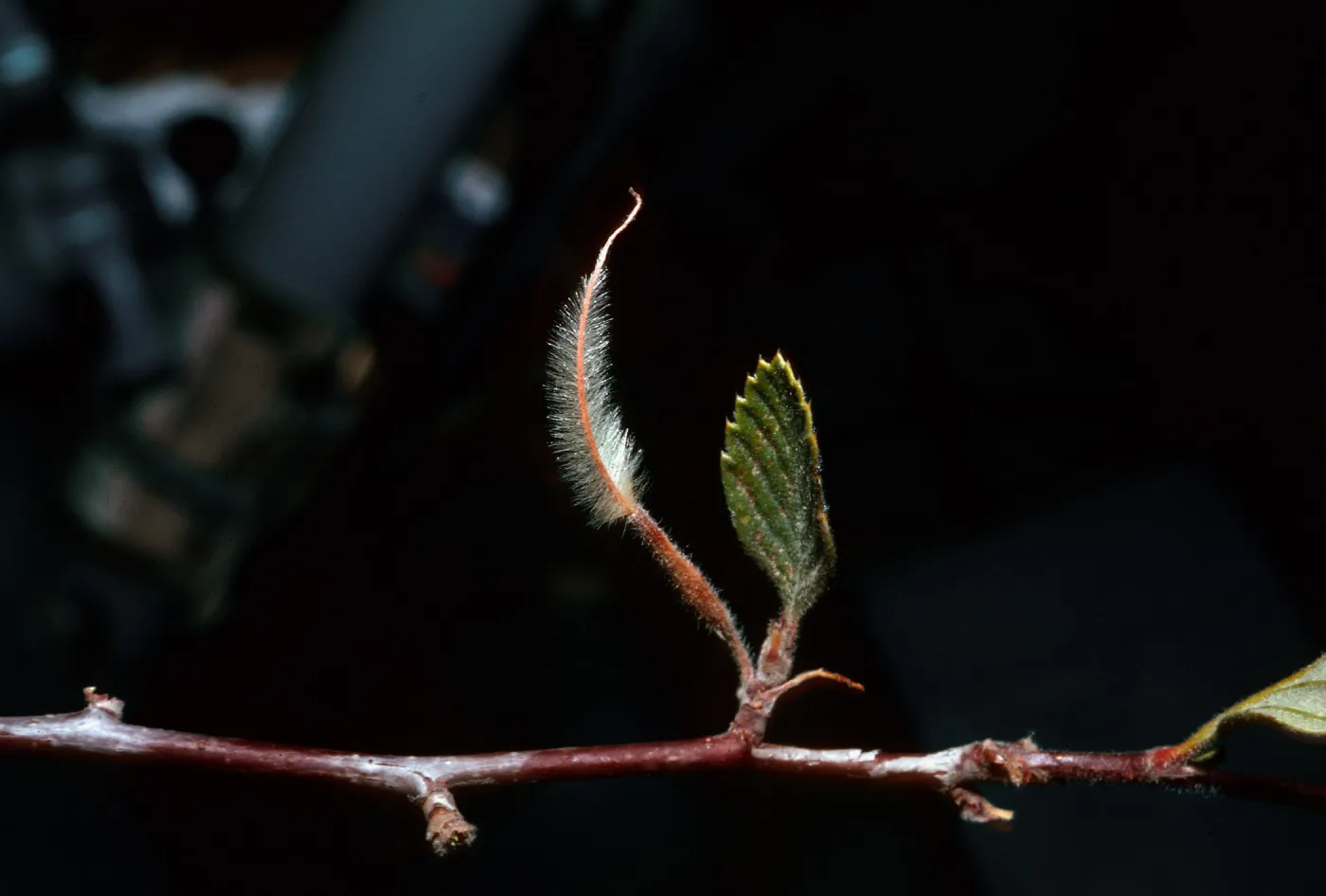 Cercocarpus betuloides, Tehachapi Mountains, [?] canyon ranch