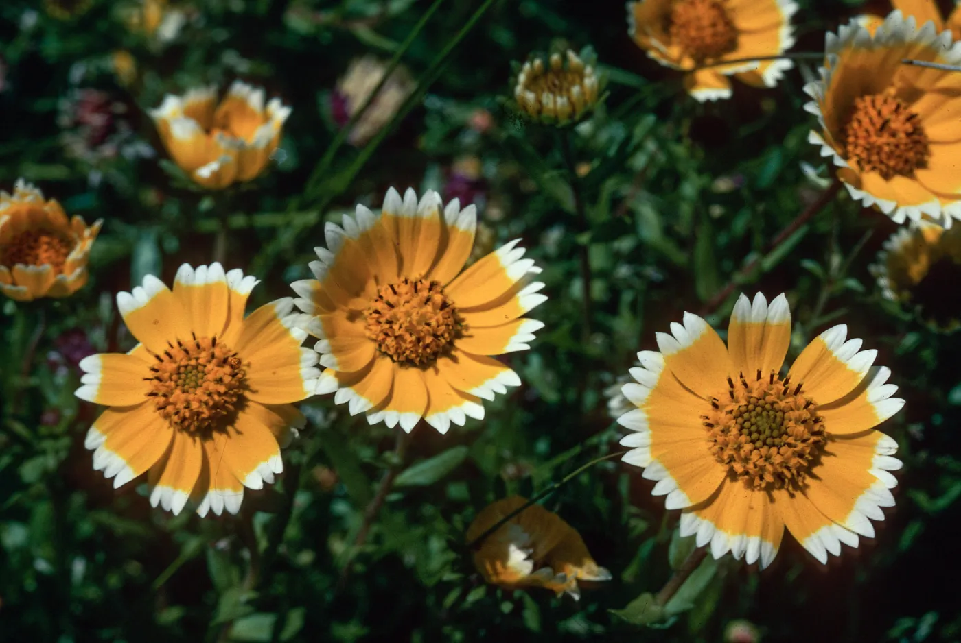 Layia Chrysanthemoides, vernal pool, Stony Valley, Jolon, Monterey County