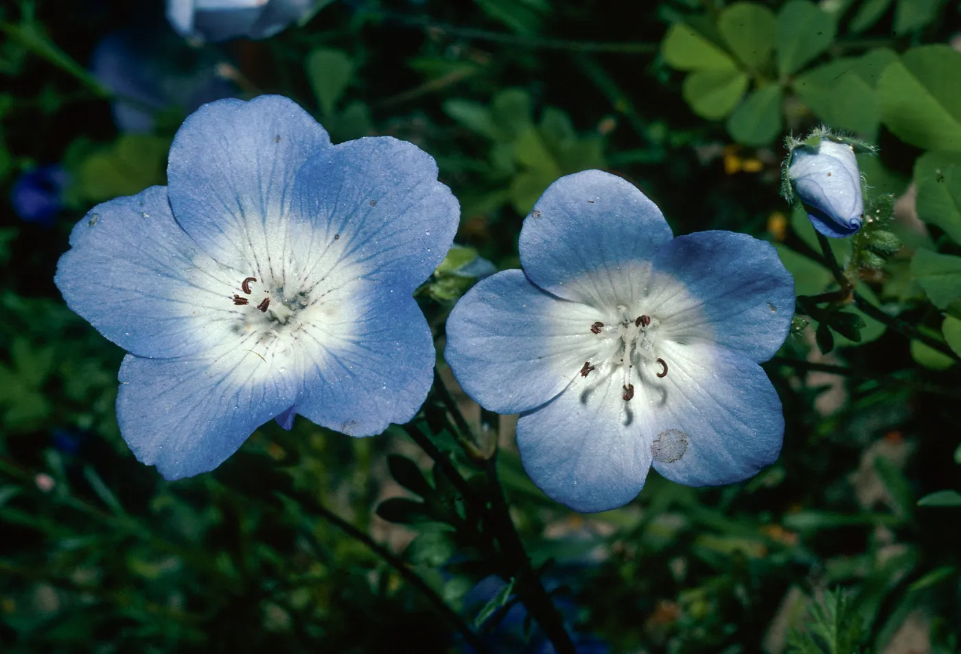 Nemophila menziesii, east of Santa Margarita, San Luis Obispo County