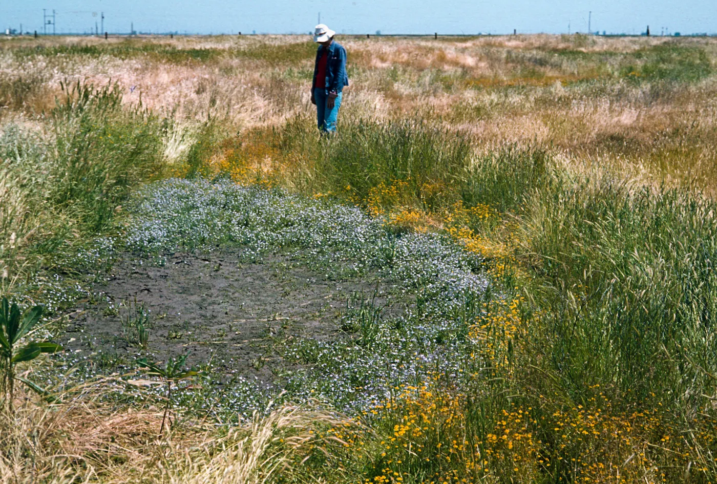 Pixley Pools, Tulare County, The Nature Conservancy (TNC)