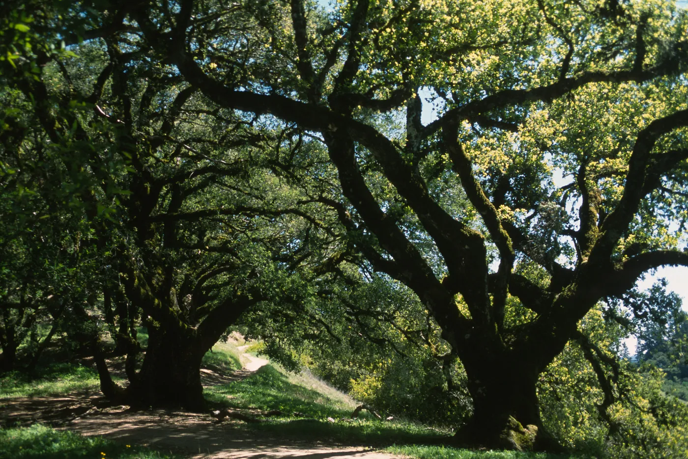 Quercus chrysolepis, Skyline Blvd., San Mateo County